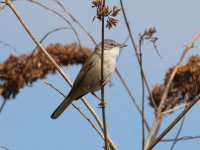 Whitethroat 3.JPG