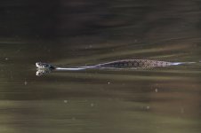 2013_05_05_Grass_Snake (1) (800x533).jpg