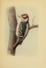 woodpecker, downy.jpg