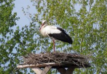 white-stork2.jpg