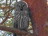 great-grey-owl-male2.jpg