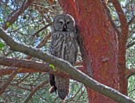 great-grey-owl-male3.jpg