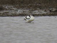 562avocet.jpg