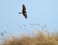 Hen harrier 1 small.jpg