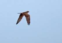 Hen Harrier 2 small.jpg