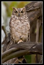 Spotted Eagle Owl .jpg