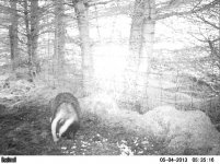 Badger 04052013.jpg