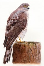 Sparrowhawk1.jpg