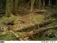 Pine Marten 02052013.jpg