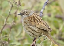 dunnock1.jpg