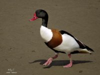 shelduck1.jpg