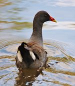 Dusky Moorhen BF.jpg