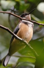 Eastern Spinebill BF.jpg