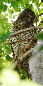 Powerful Owl staring BF.jpg