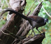 Superb Lyrebird BF.jpg