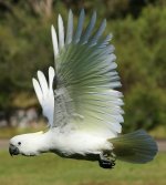 Sulphur crested Cockatoo flight BF.jpg