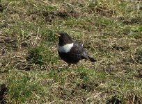 Ring Ouzel. Suckthumb Quarry, Portland..JPG