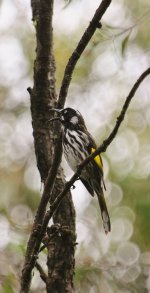 New Holland Honeyeater BF.jpg