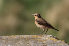 Wheatear.jpg