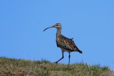 Whimbrel1.jpg