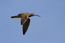 Whimbrel2.jpg