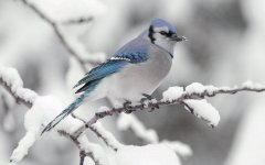 bluejay.jpg