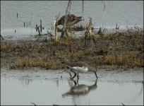 greensandpiper.jpg