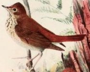 hermit thrush.jpg