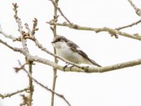 Male pied flycatcher  u w _4187.jpg