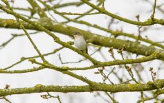 Female pied flycatcher u w _4177.jpg