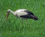 white-stork.jpg