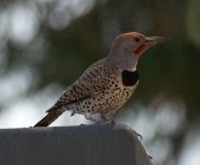 Possible Gilded Flicker - Leisure World -SEAZ Apr 2013 2013-04-23 027.JPG