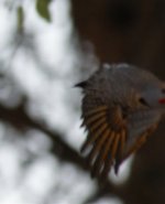 SEAZ Apr 2013 2013-04-23 029-poss gilded flicker.jpg