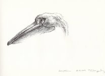 Great-white-pelican-head.jpg