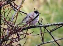 637blackcap.jpg