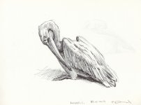 Great-white-pelican-preenin.jpg