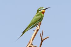 Blue-cheeked Bee-eater KM20 260313 WEB 523.jpg