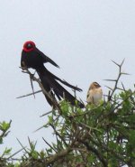 Small Bird Whydah.jpg