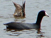 black water bird with female.jpg