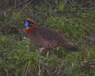 Temminck's Tragopan.jpg