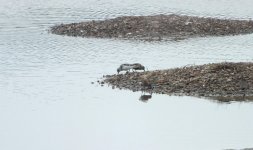 1.Dunlin sanderlingDSCF7221 (2).JPG