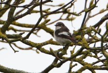 pied fly 3.JPG