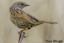 Dunnock uw_4337.jpg