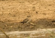 B-w Pratincole 1.jpg