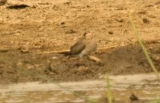 B-w Pratincole 2.jpg