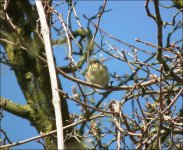 chiffchaffranscombe.jpg