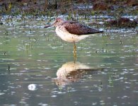 638greenshank.jpg