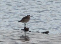 whimbrel.JPG