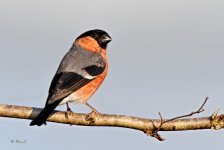 bullfinch1.jpg