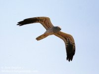 Montagu´s Harrier.jpg